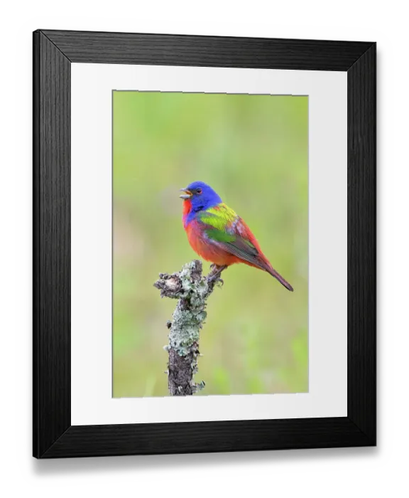 Framed Print : Painted bunting male singing Framed Print : Painted bunting male singing