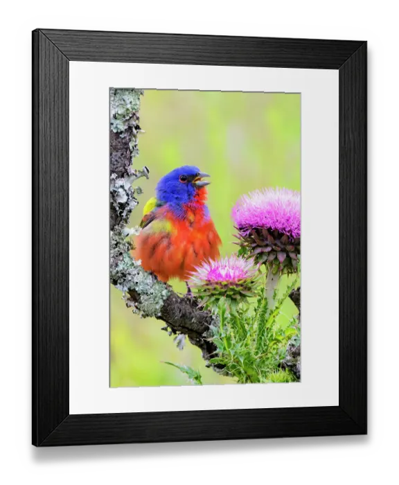 Framed Print : Painted bunting excited male in breeding season