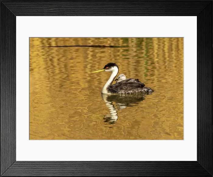 Framed Print : USA, Utah, Bear River National Wildlife Refuge. Western grebe and chick in water Framed Print : USA, Utah, Bear River National Wildlife Refuge. Western grebe and chick in water