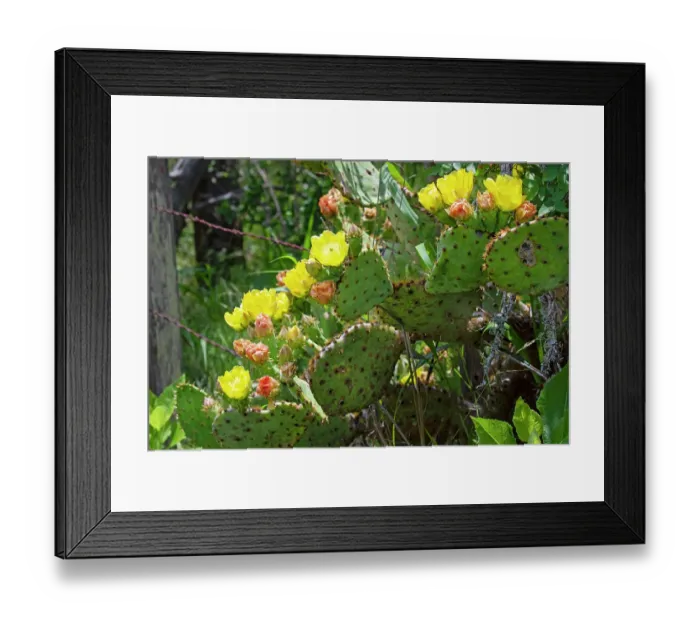 Framed Print : Prickly pear cactus in bloom Framed Print : Prickly pear cactus in bloom