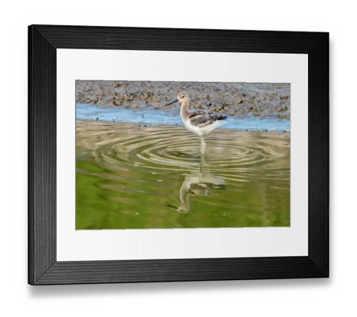 Framed Print : USA, Utah, Bear River National Wildlife Refuge. American avocet chick feeding in water Framed Print : USA, Utah, Bear River National Wildlife Refuge. American avocet chick feeding in water