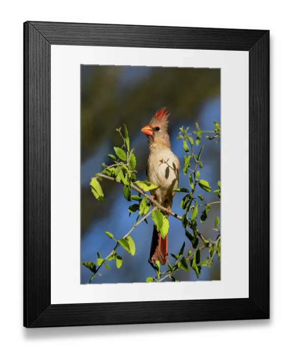 Framed Print : Northern cardinal female perched in bush Framed Print : Northern cardinal female perched in bush
