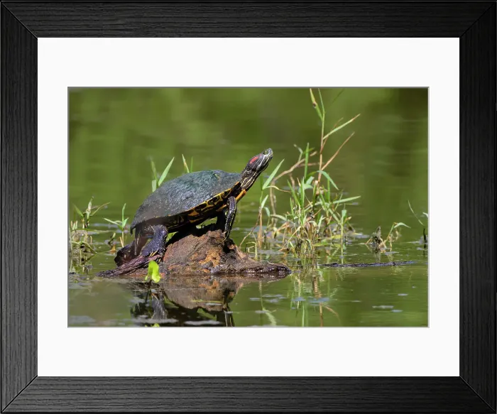 Framed Print : Red-eared slider turtle sunning Framed Print : Red-eared slider turtle sunning
