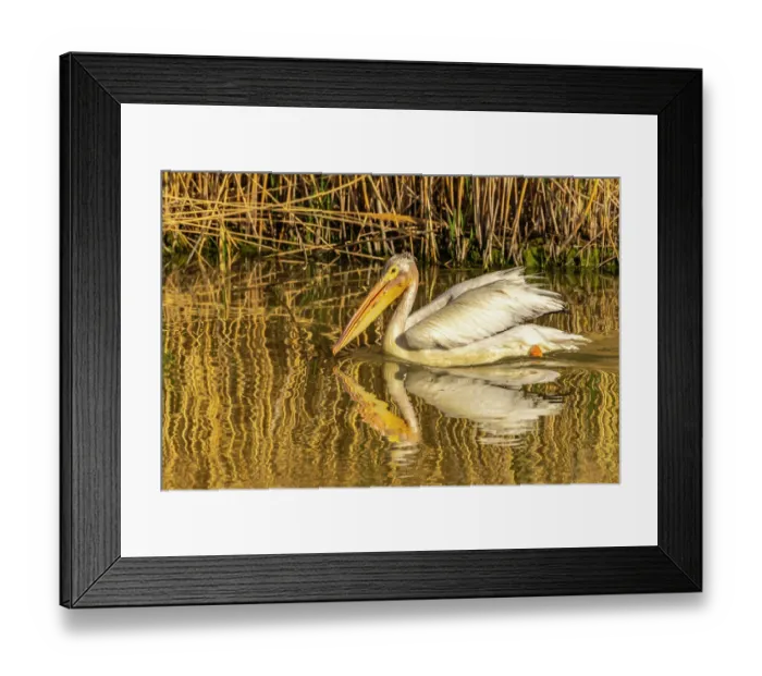 Framed Print : USA, Utah, Bear River National Wildlife Refuge. Close-up of pelican in water at sunrise