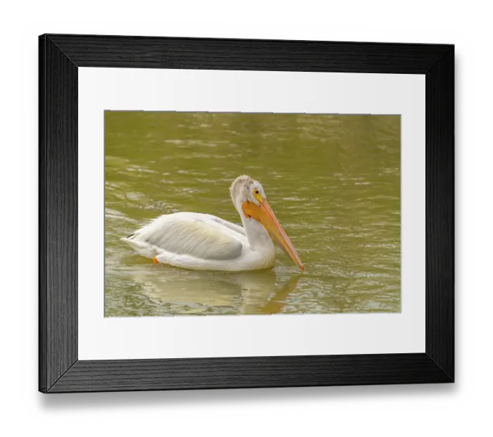 Framed Print : USA, Utah, Bear River National Wildlife Refuge. Close-up of pelican in water Framed Print : USA, Utah, Bear River National Wildlife Refuge. Close-up of pelican in water
