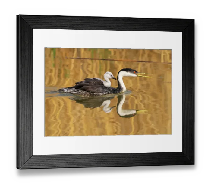 Framed Print : USA, Utah, Bear River National Wildlife Refuge. Western grebe and chick in water Framed Print : USA, Utah, Bear River National Wildlife Refuge. Western grebe and chick in water