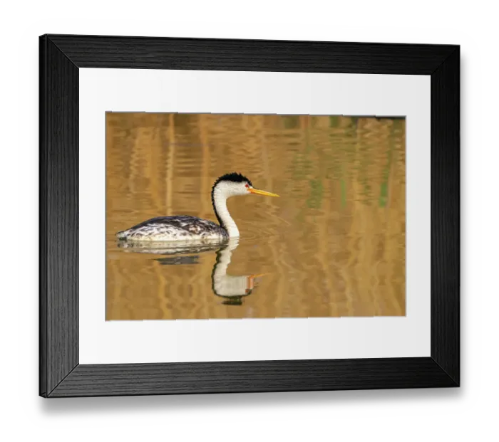 Framed Print : USA, Utah, Bear River National Wildlife Refuge. Clark's grebe and reflection in water
