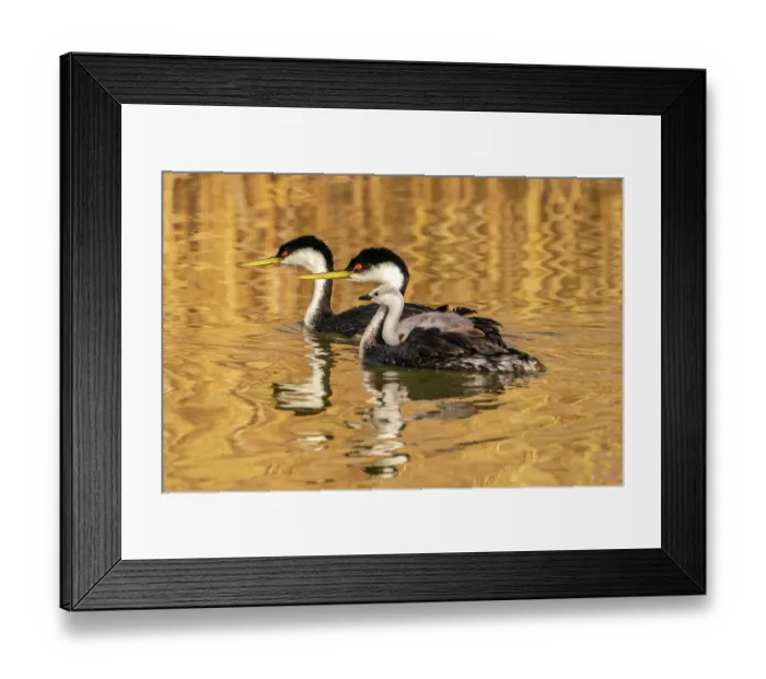 Framed Print : USA, Utah, Bear River National Wildlife Refuge. Western grebe adults and chick in water Framed Print : USA, Utah, Bear River National Wildlife Refuge. Western grebe adults and chick in water