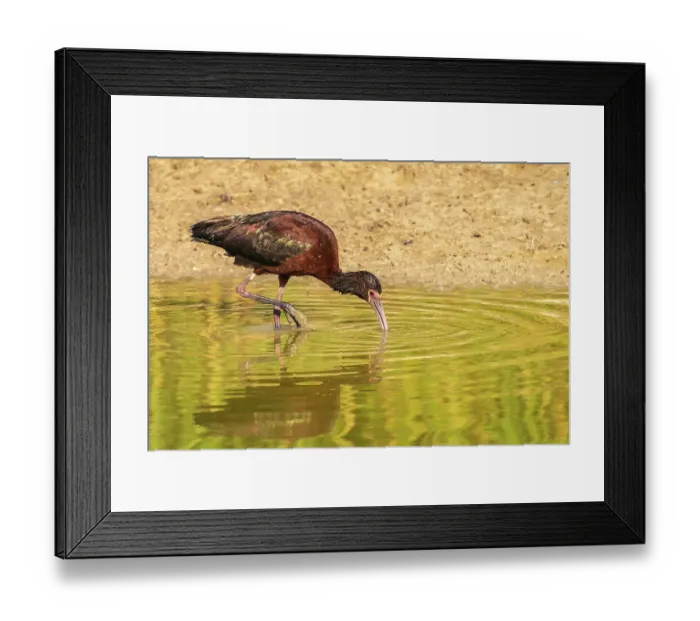 Framed Print : USA, Utah, Bear River National Wildlife Refuge. White-faced ibis feeding