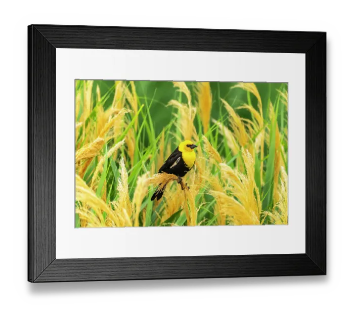 Framed Print : USA, Utah, Bear River National Wildlife Refuge. Yellow-headed blackbird in reeds Framed Print : USA, Utah, Bear River National Wildlife Refuge. Yellow-headed blackbird in reeds