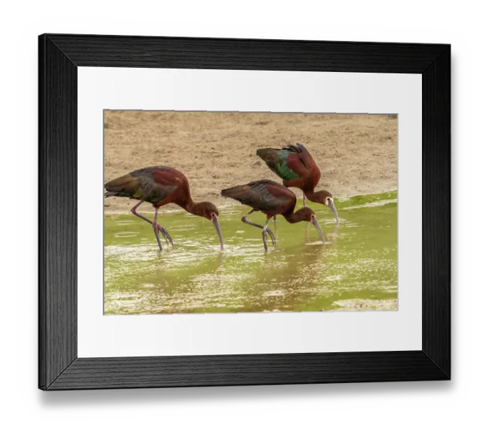 Framed Print : USA, Utah, Bear River National Wildlife Refuge. White-faced ibis feeding Framed Print : USA, Utah, Bear River National Wildlife Refuge. White-faced ibis feeding