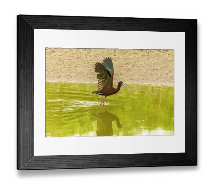 Framed Print : USA, Utah, Bear River National Wildlife Refuge. White-faced ibis with wing stretch Framed Print : USA, Utah, Bear River National Wildlife Refuge. White-faced ibis with wing stretch