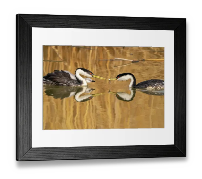 Framed Print : USA, Utah, Bear River National Wildlife Refuge. Western grebe adult with fish for chick Framed Print : USA, Utah, Bear River National Wildlife Refuge. Western grebe adult with fish for chick