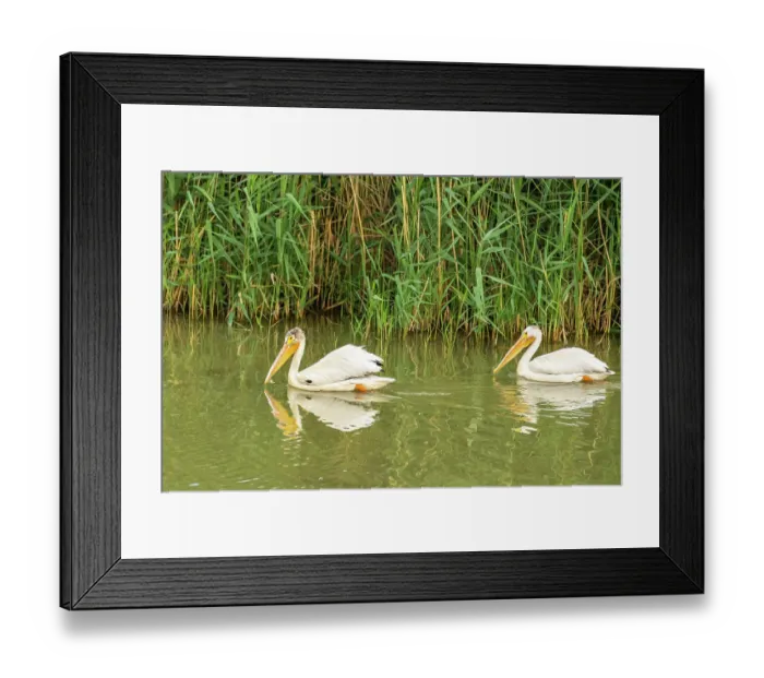 Framed Print : USA, Utah, Bear River National Wildlife Refuge. Close-up of pelicans in water Framed Print : USA, Utah, Bear River National Wildlife Refuge. Close-up of pelicans in water