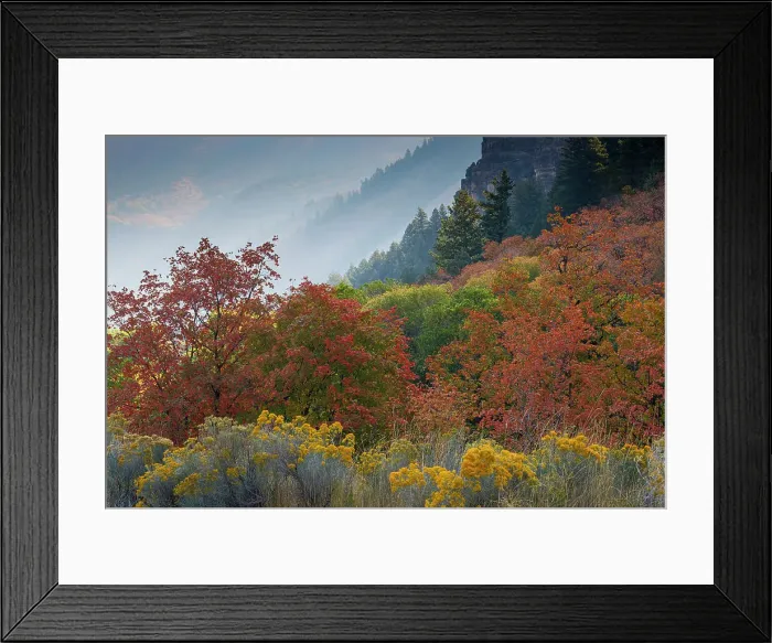 Framed Print : USA, Utah, Logan. Logan Pass Highway 89 and fall colored canyon maple trees Framed Print : USA, Utah, Logan. Logan Pass Highway 89 and fall colored canyon maple trees