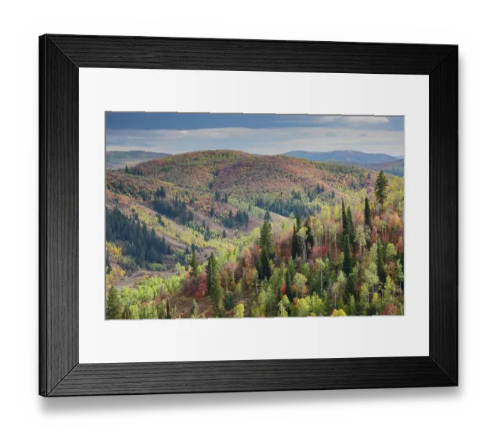 Framed Print : USA, Utah, Logan Canyon along Highway 89 landscape with Aspens and canyon maple in fall colors Framed Print : USA, Utah, Logan Canyon along Highway 89 landscape with Aspens and canyon maple in fall colors