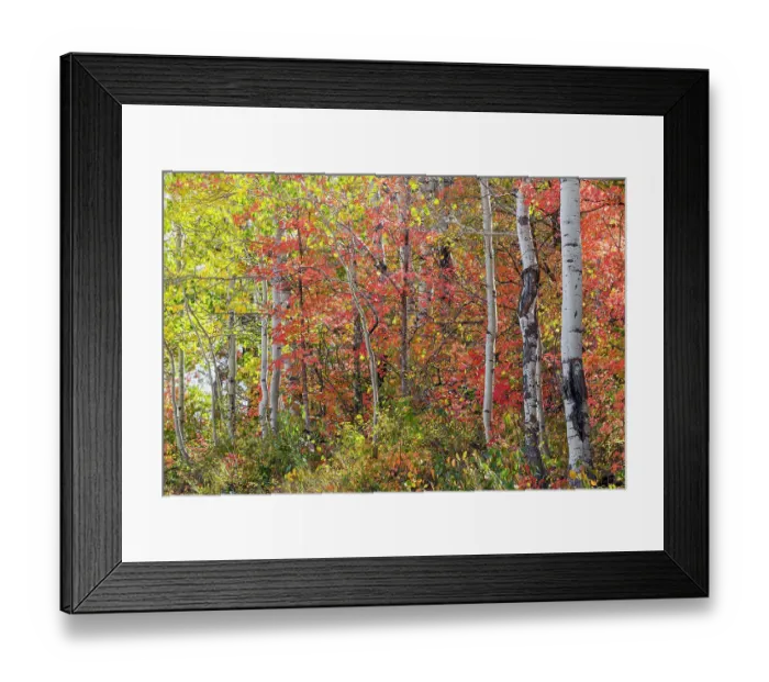 Framed Print : USA, Utah, Garden City, Bear Lake with fall color of Aspen and canyon maple trees Framed Print : USA, Utah, Garden City, Bear Lake with fall color of Aspen and canyon maple trees