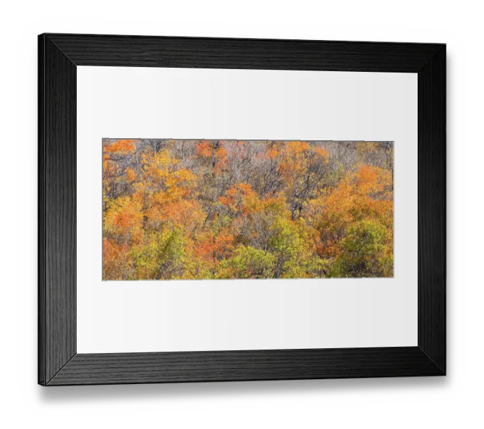 Framed Print : USA, Utah, Woodruff. Highway 39 towards Ogden, canyon maple in Fall Color Framed Print : USA, Utah, Woodruff. Highway 39 towards Ogden, canyon maple in Fall Color