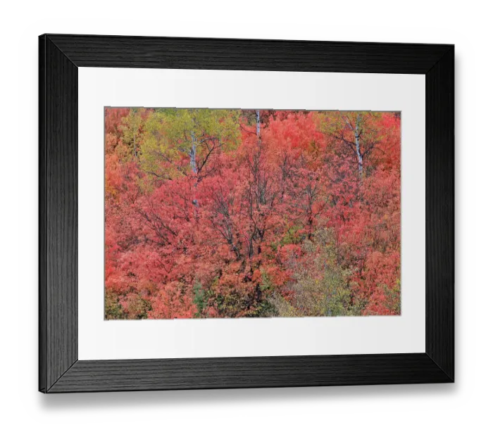 Framed Print : USA, Utah, Garden City. Bear lake area in autumn colors of red, golden on canyon maple and Aspen Framed Print : USA, Utah, Garden City. Bear lake area in autumn colors of red, golden on canyon maple and Aspen