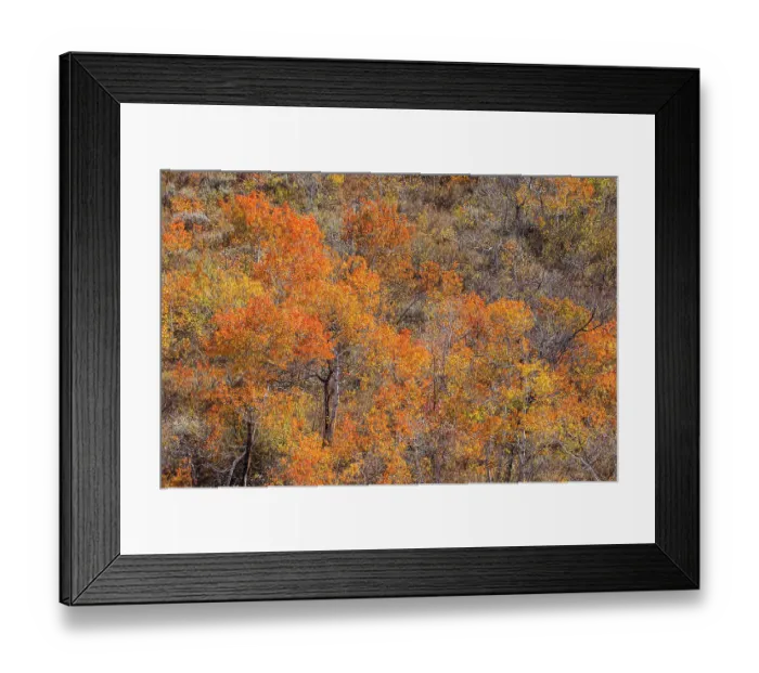Framed Print : USA, Utah, Woodruff. Highway 39 towards Ogden, canyon maple in Fall Color Framed Print : USA, Utah, Woodruff. Highway 39 towards Ogden, canyon maple in Fall Color