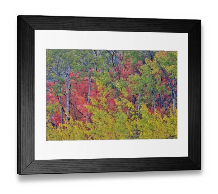 Framed Print : USA, Utah, Garden City. Bear lake area in autumn colors of red, golden on canyon maple and Aspen Framed Print : USA, Utah, Garden City. Bear lake area in autumn colors of red, golden on canyon maple and Aspen