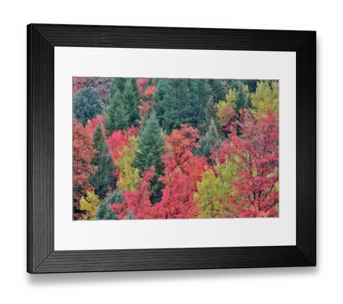 Framed Print : USA, Utah, Garden City. Bear lake area in autumn colors of red, golden on canyon maple and Aspen Framed Print : USA, Utah, Garden City. Bear lake area in autumn colors of red, golden on canyon maple and Aspen
