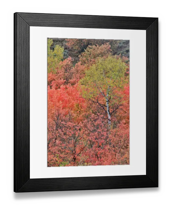 Framed Print : USA, Utah, Garden City. Bear lake area in autumn colors of red, golden on canyon maple and Aspen Framed Print : USA, Utah, Garden City. Bear lake area in autumn colors of red, golden on canyon maple and Aspen