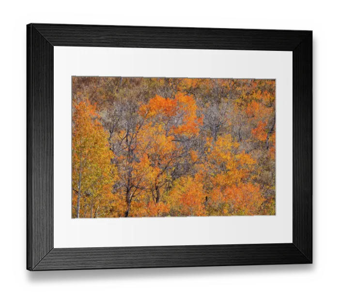 Framed Print : USA, Utah, Woodruff. Highway 39 towards Ogden, canyon maple in Fall Color Framed Print : USA, Utah, Woodruff. Highway 39 towards Ogden, canyon maple in Fall Color