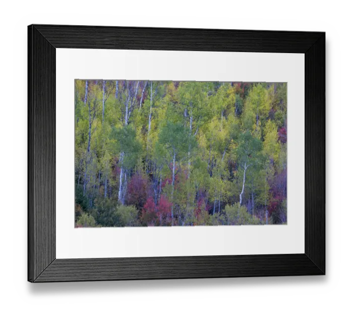 Framed Print : USA, Utah, Logan Canyon along Highway 89 with Aspens and canyon maple in fall colors Framed Print : USA, Utah, Logan Canyon along Highway 89 with Aspens and canyon maple in fall colors