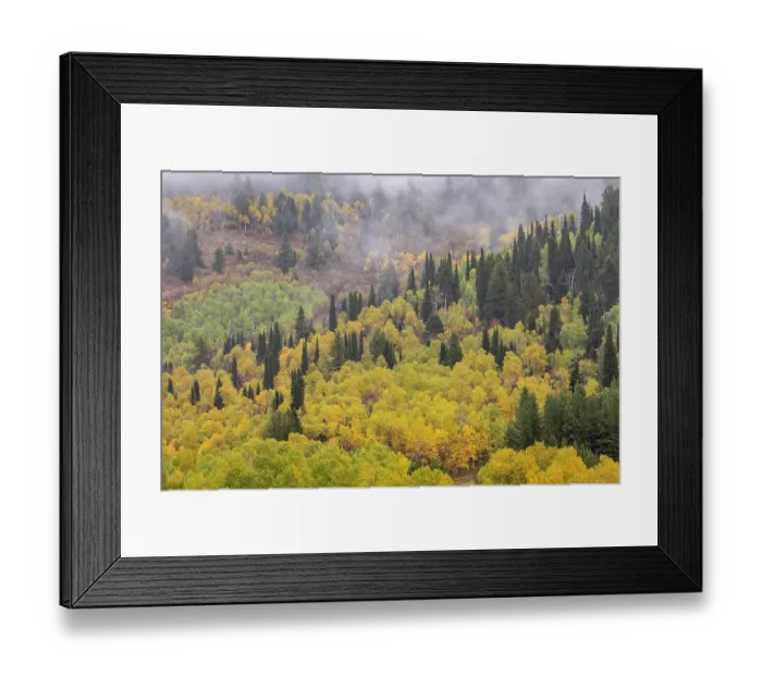 Framed Print : USA, Utah. Highway 89 Aspens and evergreens in Autumn Colors along the highway going to Logan
