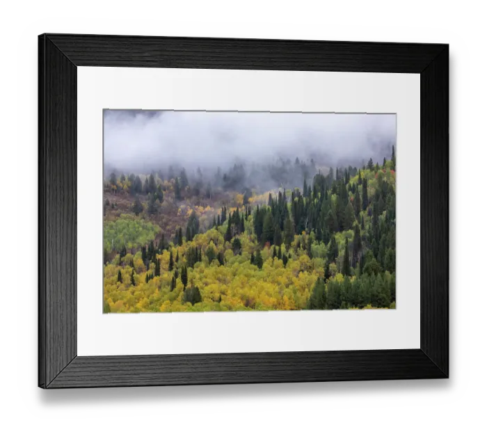 Framed Print : USA, Utah. Highway 89 Aspens and evergreens in Autumn Colors along the highway going to Logan Framed Print : USA, Utah. Highway 89 Aspens and evergreens in Autumn Colors along the highway going to Logan