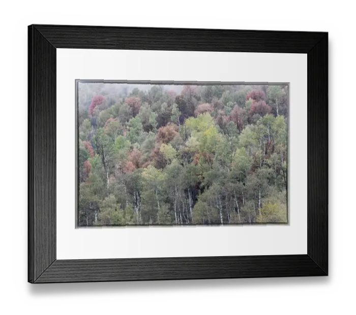 Framed Print : USA, Utah. Highway 89 going up toward Logan Pass with autumn colors on Aspen and canyon maple trees Framed Print : USA, Utah. Highway 89 going up toward Logan Pass with autumn colors on Aspen and canyon maple trees