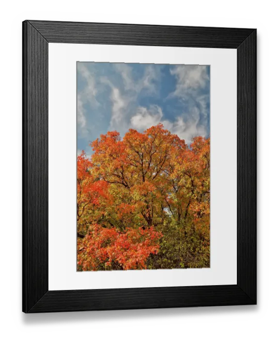Framed Print : USA, Utah, Highway 89 Logan Canyon with Canyon Maples in fall colors