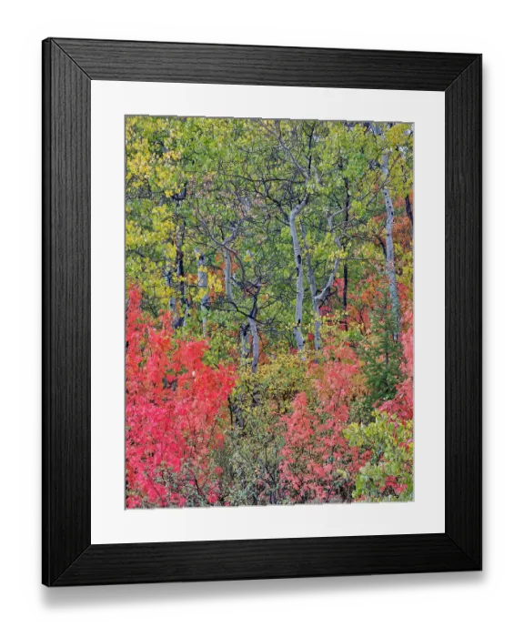 Framed Print : USA, Utah, Garden City. Bear lake area in autumn colors of red, golden on canyon maple and Aspen Framed Print : USA, Utah, Garden City. Bear lake area in autumn colors of red, golden on canyon maple and Aspen