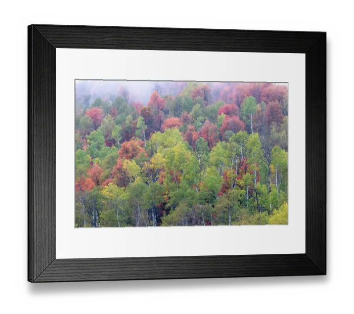 Framed Print : USA, Utah. Highway 89 going up toward Logan Pass with autumn colors on Aspen and canyon maple trees Framed Print : USA, Utah. Highway 89 going up toward Logan Pass with autumn colors on Aspen and canyon maple trees