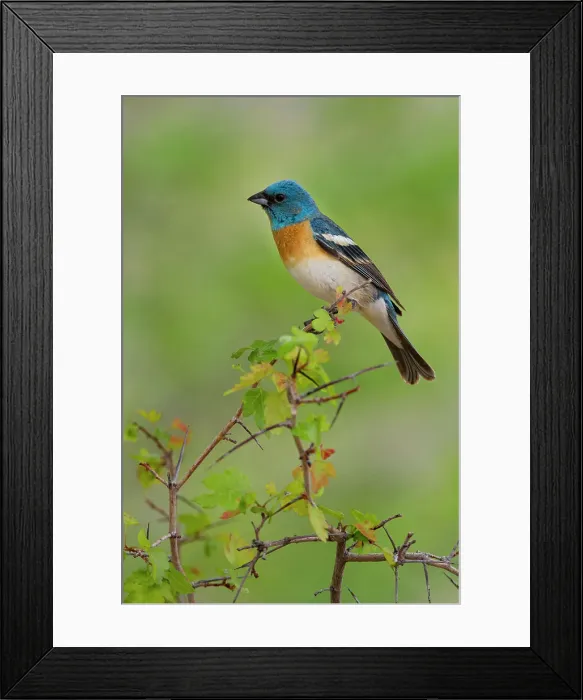Framed Print : USA, Utah. Lazuli Bunting Passerina amoena adult male. Breeding plumage Framed Print : USA, Utah. Lazuli Bunting Passerina amoena adult male. Breeding plumage