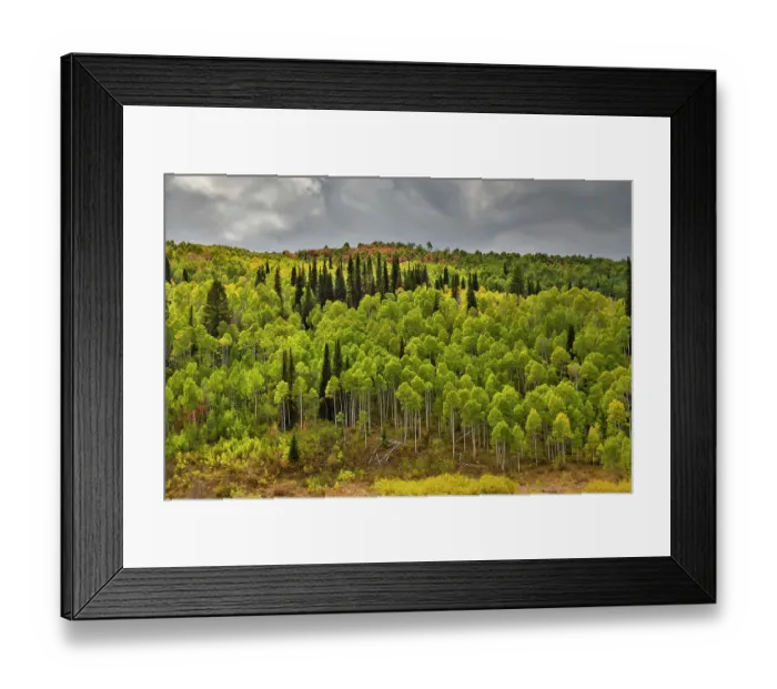 Framed Print : USA, Utah. Highway 89 Aspens and evergreens in Autumn Colors along the highway going to Logan Framed Print : USA, Utah. Highway 89 Aspens and evergreens in Autumn Colors along the highway going to Logan