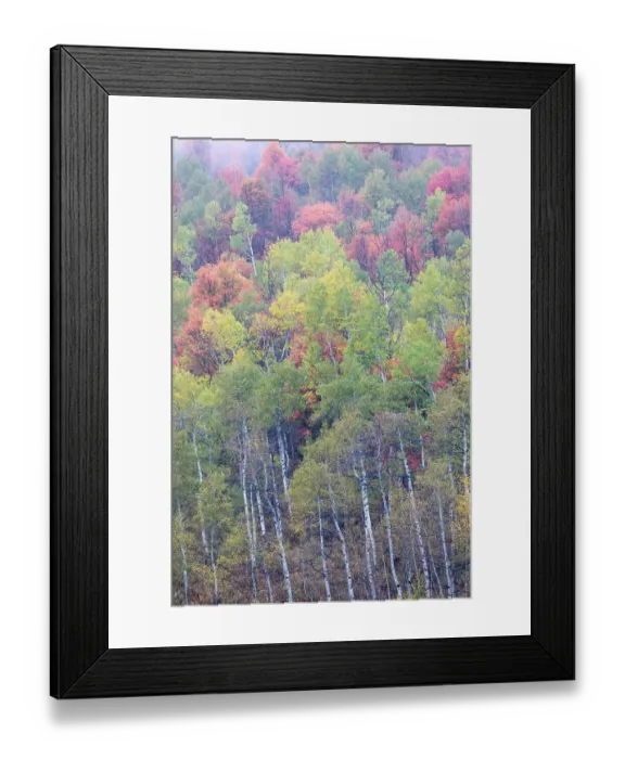 Framed Print : USA, Utah. Highway 89 going up toward Logan Pass with autumn colors on Aspen and canyon maple trees Framed Print : USA, Utah. Highway 89 going up toward Logan Pass with autumn colors on Aspen and canyon maple trees