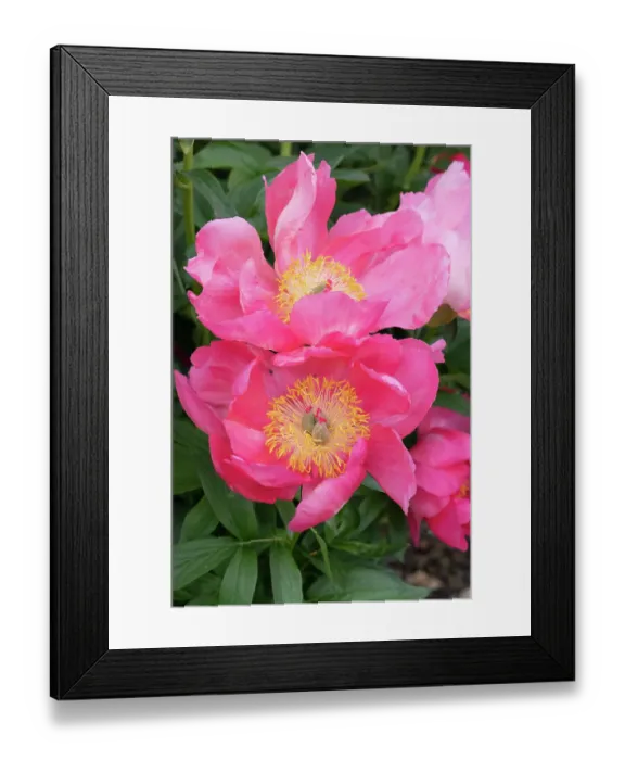 Framed Print : USA, Utah. Bowl of beauty peony, Red Butte Gardens Framed Print : USA, Utah. Bowl of beauty peony, Red Butte Gardens