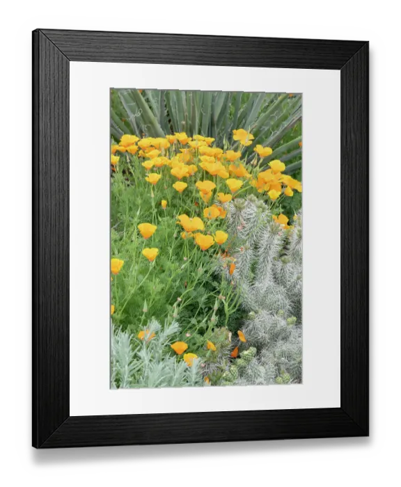 Framed Print : USA, Utah. California poppy and cliffrose Framed Print : USA, Utah. California poppy and cliffrose