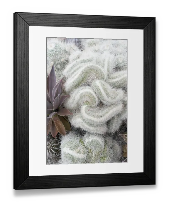 Framed Print : USA, Utah. Cactus, Red Butte Gardens Framed Print : USA, Utah. Cactus, Red Butte Gardens