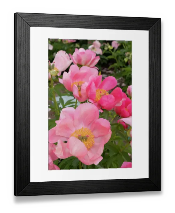 Framed Print : USA, Utah. Bowl of beauty peony, Red Butte Gardens Framed Print : USA, Utah. Bowl of beauty peony, Red Butte Gardens