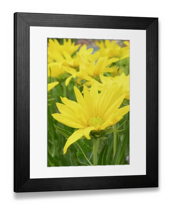 Framed Print : USA, Utah. Mules ear (Wyethia scabra), Red Butte Gardens Framed Print : USA, Utah. Mules ear (Wyethia scabra), Red Butte Gardens