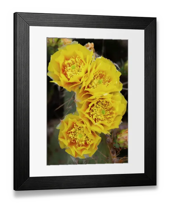 Framed Print : Prickly pear cactus blooms, Utah