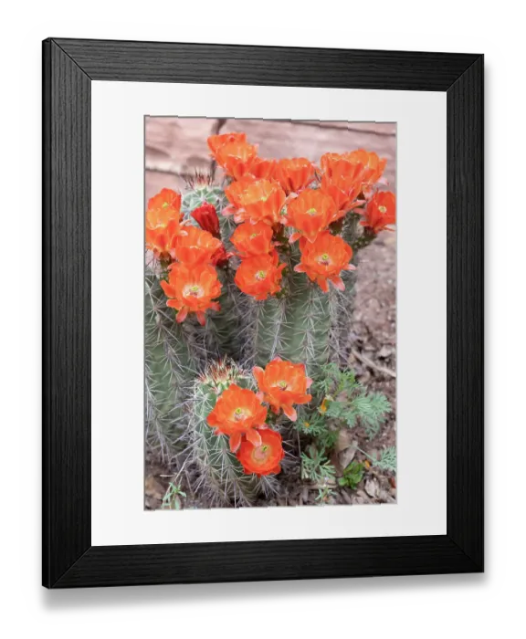 Framed Print : USA, Utah. Scarlet hedgehog cactus, Red Butte Gardens Framed Print : USA, Utah. Scarlet hedgehog cactus, Red Butte Gardens