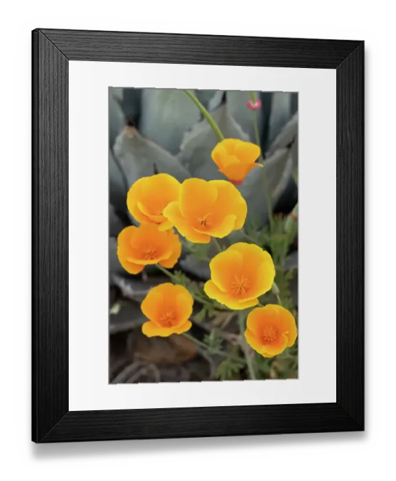 Framed Print : USA, Utah. California poppy Framed Print : USA, Utah. California poppy