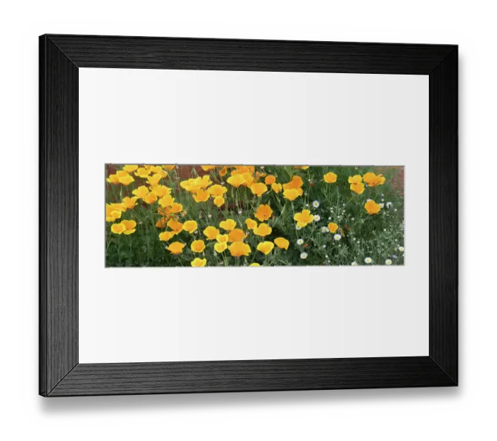 Framed Print : USA, Utah. California poppy