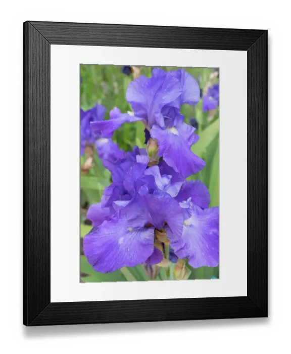 Framed Print : USA, Utah. Iris (Iris missouriensis), Red Butte Gardens Framed Print : USA, Utah. Iris (Iris missouriensis), Red Butte Gardens