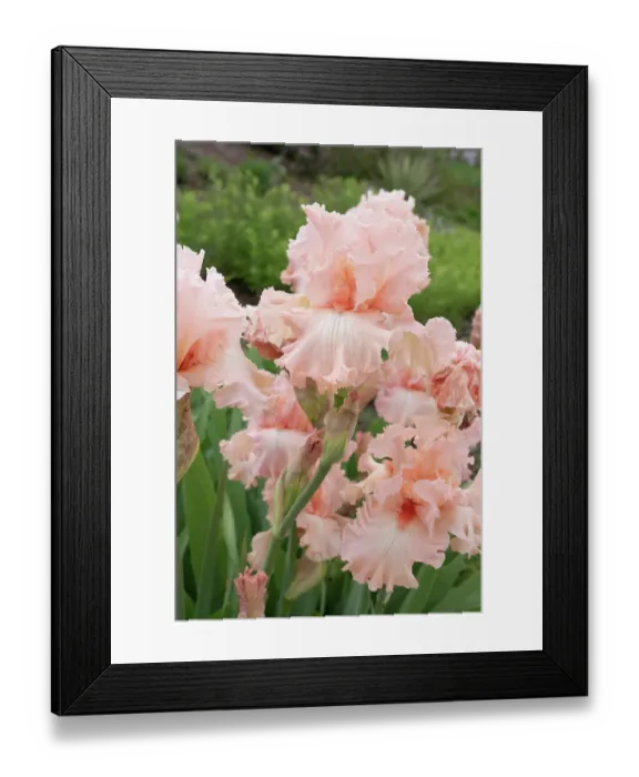Framed Print : USA, Utah. Iris (Iris missouriensis), Red Butte Gardens Framed Print : USA, Utah. Iris (Iris missouriensis), Red Butte Gardens