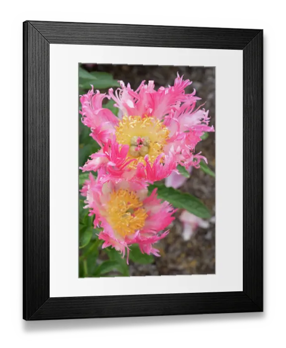 Framed Print : USA, Utah. Peony, Red Butte Gardens Framed Print : USA, Utah. Peony, Red Butte Gardens